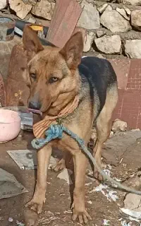 واگذاری سگ ژرمن ماده