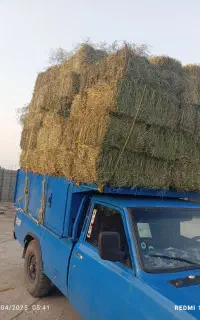 یونجه پرس شده درجه یک
