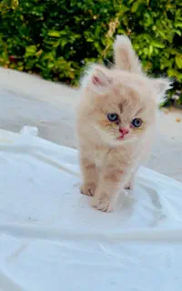 بچه گربه پرشین خالص نژاد دار و شیطون نر و ماده