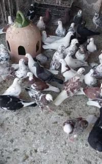 پرنده