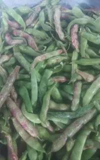 لوبیا سبز چیتی