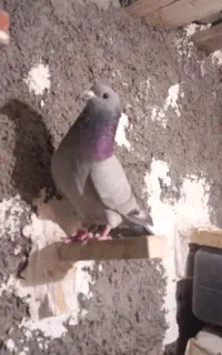معاوضه با کفتر