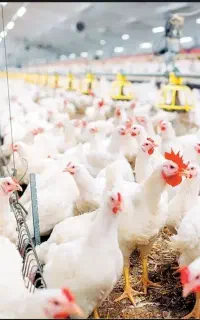 کارگر مرغگیر درمرغداری