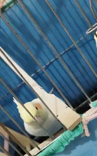 عروس هلندی نر و ماده
