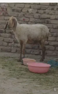 گوسفند