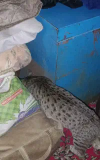 موش بگیر منزل و محل کار