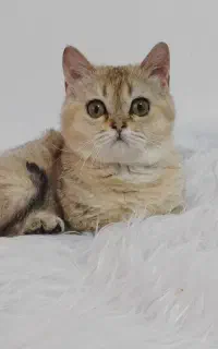 بریتیش گلد نر