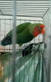 کوتوله برزیلی