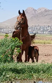 اسب خالص ایرانی