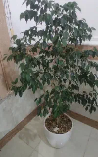 درختچه بنجامین سبز