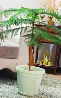 کاج مطبق ۲۵۰۰۰۰۰