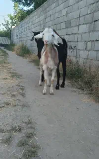 دو عدد بز