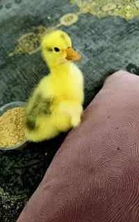 فروش جوجه قوغاز اوکراینی درجه یک