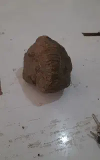 فسیل