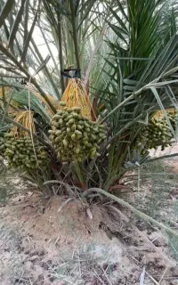 پاچوش خرما
