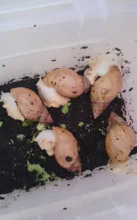 حلزون‌ آچاتینا