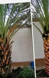 بریدن نخل قطع درخت کندن خرما سمپاشی تمیزکردن هرس