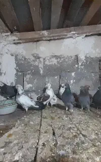 کبوتر پرشی معاوضه با مرغ یا جوجه