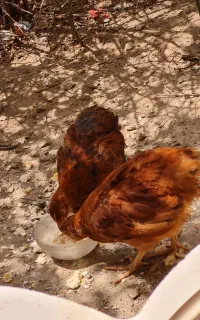 دوتا جوجه بزرگ گم شده