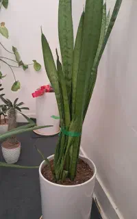 فروش گل وگلدون