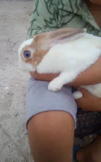 خرگوش