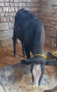 گوساله