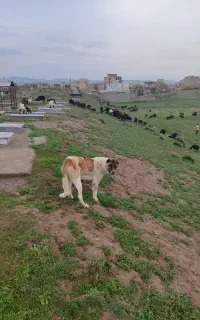 سگ قله ای