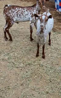 فروش‌بزغاله صلاله