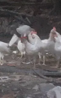 ۳۰ عدد جوجهفروشی