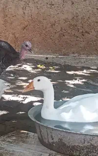 غاز نر