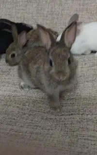 بچه خرگوش