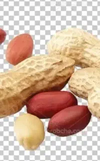 سرکارگر هستم