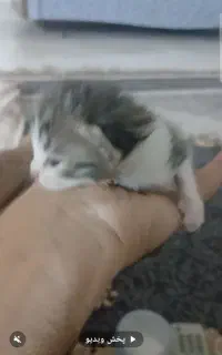تعدادی پشی گربه خوشگل زرنگ وبازیگوش