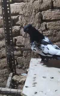 کبوتر رنگی