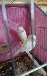 معاوضه یک جفت قناری کیمیا با ماده رسمی اماده