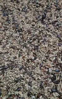 ضایعات میلورم