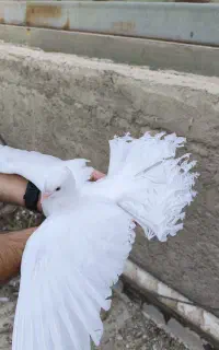 کفتر دم چتری/کفتر نقش/کفتر زینتی/کبوتر