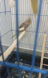 عروس هلندی نر سه ماهه
