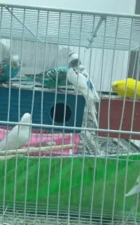مرغ عشق