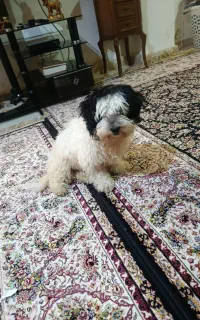 یک عدد سگ پاکوتاه حدود3ماه