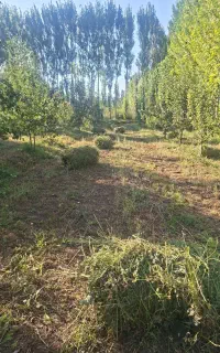 فروش یونجه خالص