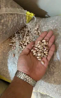 لوبیا چیتی درجه یک