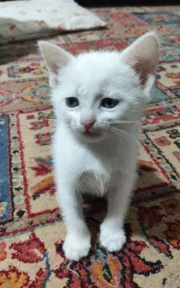 گربه نژادdsh