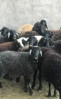 ۳۰راس بره نر داشتی(میش بزگوسفند)