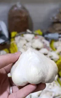سیر سیر