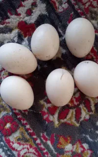 تخم اردک ژاپنی