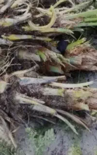 پاجوش نخل برحی اصل ‌