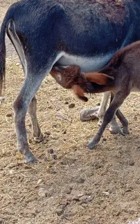شیر الاغ