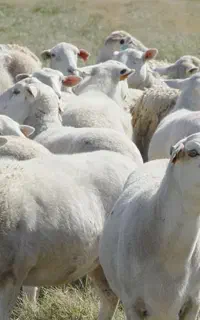 ســرویس آنـلاین دام/ به کـل نقــاط طهــران /باسلاخ