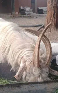 نربز یکساله